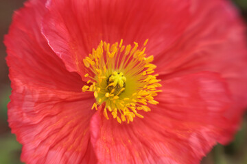 A close up of a red flower with yellow centers