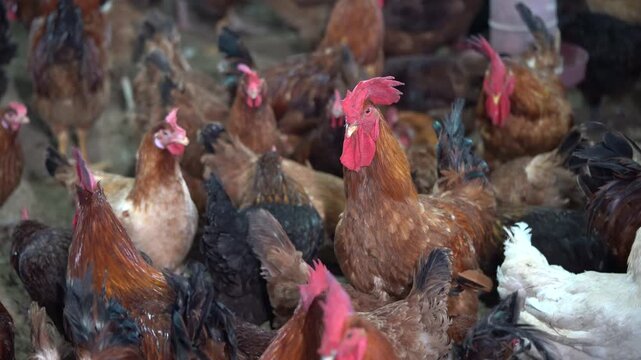 Desi Sonali Red Cock and Hen in Traditional Chicken Coop - Large Red Rooster with Hen &ndash; Bangladeshi Hybrid Chicken Farm Scene