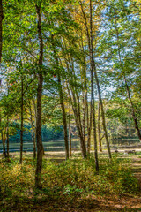 Obraz premium early autumn at pearl hill brook pond