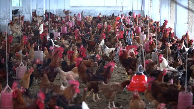 Large Poultry Farm with Dense Flock of Chickens and Feeding Equipment 4k video