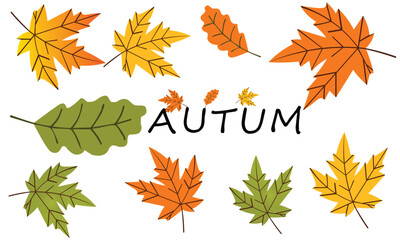 vector illustration of autum leaf