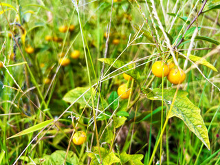 草むらになるフユサンゴ