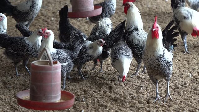 Native Bangladeshi Rooster Near Traditional Chicken Feeder in Farmhouse - raditional Faumi Rooster at Poultry Feeder &ndash; Rural Chicken Farm Scene