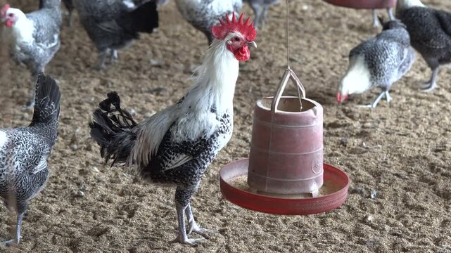 Proud Mishri Faumi Rooster Standing Near Feeder in Rural Poultry Farm - Close Shot of Desi Mishori Rooster with Hanging Feeder in Poultry Shed - 4k video