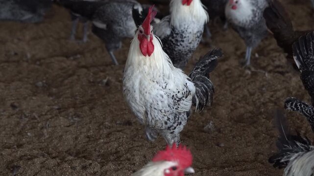 Proud Mishri Faumi Rooster Standing Near Feeder in Rural Poultry Farm - Close Shot of Desi Mishori Rooster with Hanging Feeder in Poultry Shed - 4k video