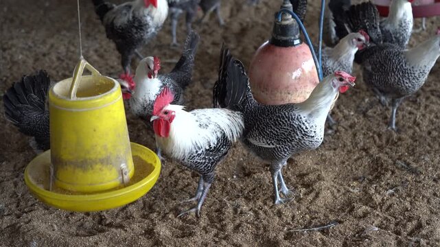 Free-range Silver Laced Chickens Feeding Inside Commercial Poultry Farm - Large Flock of Desi Chickens Inside Rural Poultry House - Village Chicken Poultry with Traditional Feeding Setup
