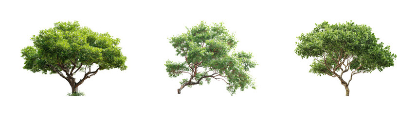 Vibrant green trees in nature lush environment