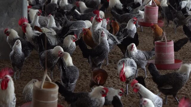 Free-range misori faumi Chickens Feeding Inside Commercial Poultry Farm - Organic Chicken Farming with Desi Breed Roosters and Hens  -Free Range Native Chickens in Bangladeshi Poultry Farm