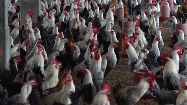 Free-range misori faumi Chickens Feeding Inside Commercial Poultry Farm - Organic Chicken Farming with Desi Breed Roosters and Hens  -Free Range Native Chickens in Bangladeshi Poultry Farm