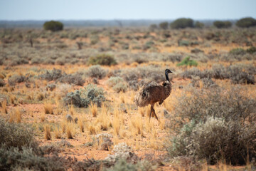 Emu in the dessert