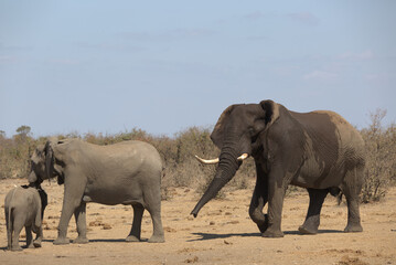 Naklejka premium African Elephants (Loxodonta africana) at a water hole. Taken in Kruger National Park, South Africa.