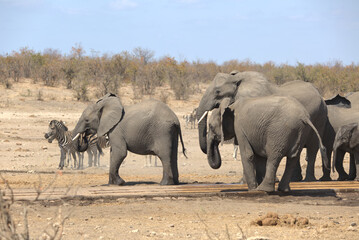 Obraz premium African Elephants (Loxodonta africana) at a water hole. Taken in Kruger National Park, South Africa.