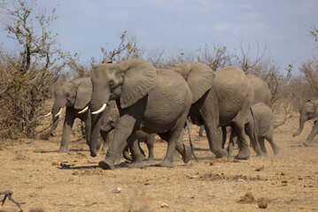 Fototapeta premium African Elephants (Loxodonta africana) at a water hole. Taken in Kruger National Park, South Africa.