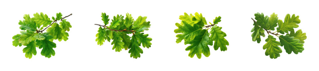 Nature leaves collection botanical