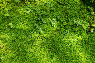 Lush green moss creates a vibrant natural texture