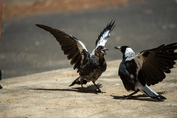crows on tje ground
