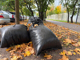 Black bags of leaves, cleaning the street
