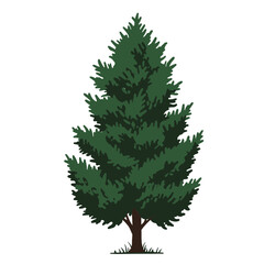 Tall green pine tree with dense foliage and brown trunk