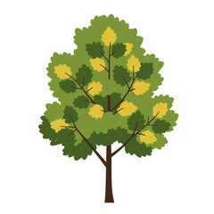 Fototapeta premium Deciduous tree with green and yellow leaves in full foliage