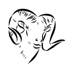Altai mountain sheep, vector sketch