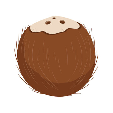 Realistic grown coconut with shell and topshell for tropical themes