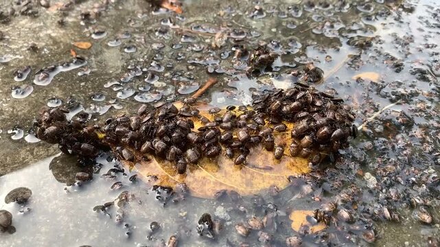 Close-Up of Stink Bug Resting on Green Leaf &ndash; Macro Wildlife Footage