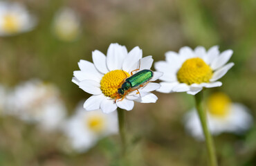 Cerocoma schaefferi insect on daisy flower