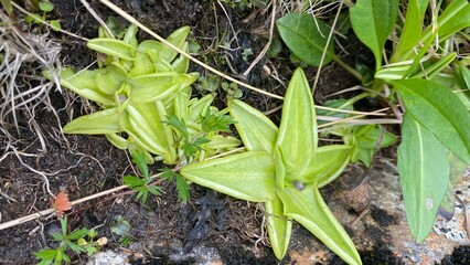 Pinguicula vulgaris