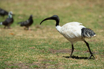 grey crowned crane