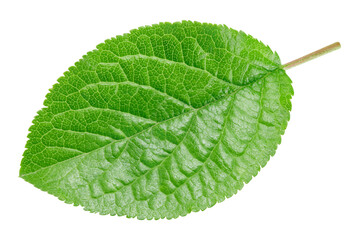 Plum leaf isolated on white background