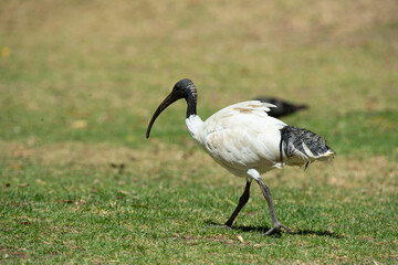 grey crowned crane