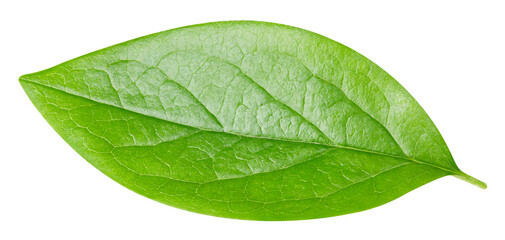 leaf isolated on white background