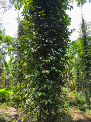 A lush green pepper vine climbing up a tall support tree in a tropical plantation