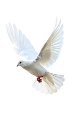 Obraz premium A beautiful white dove flying with its wings spread wide in a clear sky.