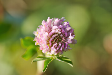 Delicate pink blossom of meadow clover, close-up of pollen pistil and petals, meadow clover, delicate light pink blossom, Trifolium pratense