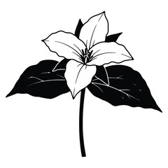 Elegant Black and White Trillium Flower Illustration a Botanical Masterpiece