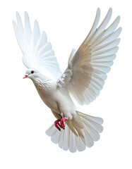 Obraz premium A graceful white dove bird in flight with wings spread wide.