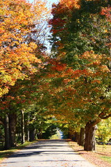 Naklejka premium Country road in fall with great foliage in Quebec