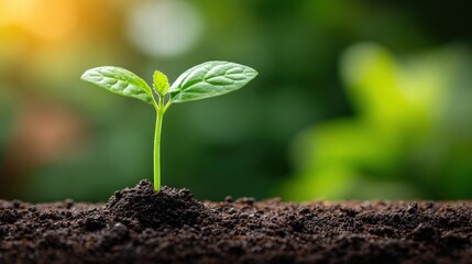 Fresh green seedling emerging from rich dark soil with soft blurred background