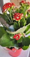 Vista de cerca de planta Kalanchoe Blossfeldiana en una maceta