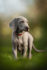 A small Weimaraner puppy stands on green grass, wearing a red collar. The young dog looks attentively to the side. The soft afternoon light gives a warm and peaceful feel