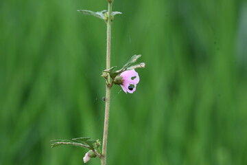 Urena lobata flower. Its common names  Caesarweed and  Congo jute. It is a tender perennial, variable, erect, ascendant shrub. Pink flower flower in nature background. 
