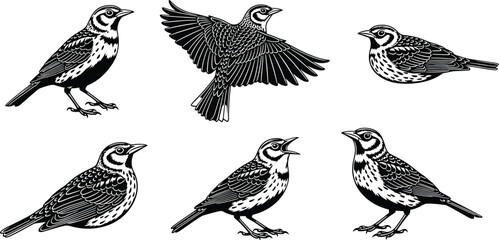 Black and white bird illustrations, detailed feather patterns, flying and standing poses, vintage style drawing, ornithology sketch, wildlife art design, nature