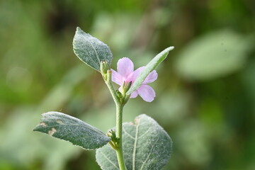 Urena lobata flower. Its common names  Caesarweed and  Congo jute. It is a tender perennial, variable, erect, ascendant shrub. Pink flower flower in nature background. 
