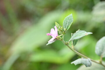 Urena lobata flower. Its common names  Caesarweed and  Congo jute. It is a tender perennial, variable, erect, ascendant shrub. Pink flower flower in nature background. 
