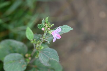 Fototapeta premium Urena lobata flower. Its common names &nbsp;Caesarweed and &nbsp;Congo jute. It&nbsp;is a tender perennial, variable, erect, ascendant&nbsp;shrub. Pink flower flower in nature background. 
