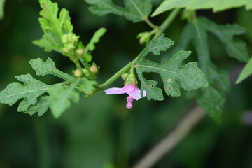 Urena lobata flower. Its common names  Caesarweed and  Congo jute. It is a tender perennial, variable, erect, ascendant shrub. Pink flower flower in nature background. 
