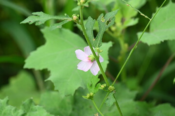 Urena lobata flower. Its common names  Caesarweed and  Congo jute. It is a tender perennial, variable, erect, ascendant shrub. Pink flower flower in nature background. 
