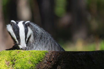 Closeup view of European badger portrait on a stump. Horizontally. 