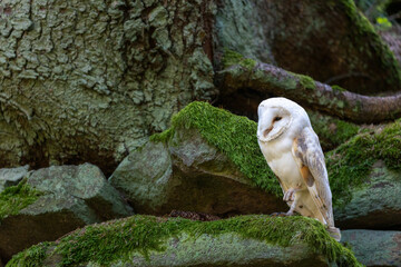 Side view of White Barn owl is standing on one leg in the forest. Horizontally. 